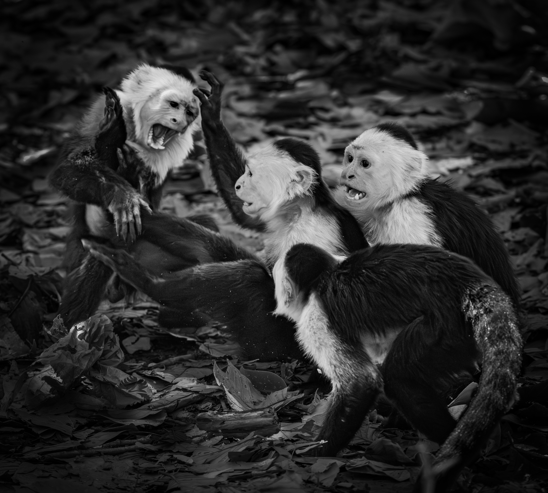 2nd PrizeOpen Mono In Class 3 By John Whitmore For Primal Dispute FEB-2026.jpg
